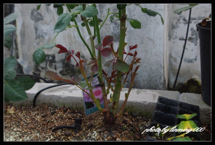 IMGP9652 ����.jpg