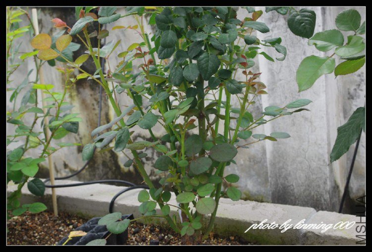 IMGP9684 ����.jpg