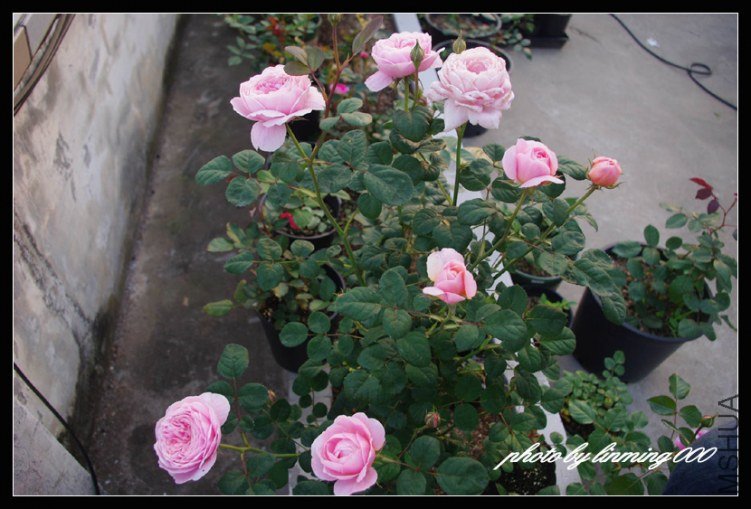 IMGP9516 ����.jpg