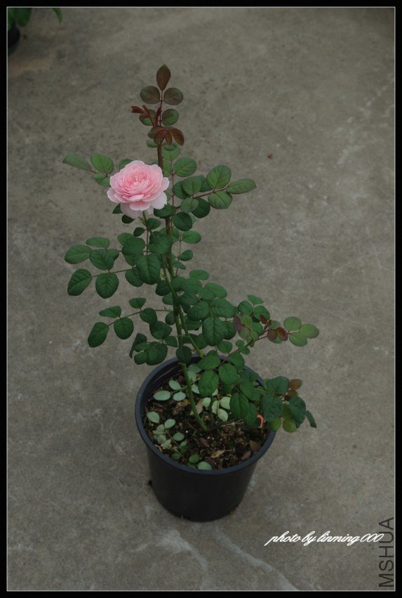 IMGP8056 ����.jpg