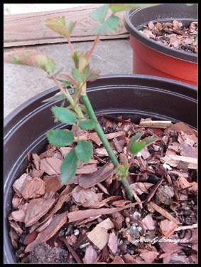 201203-98 ����.jpg