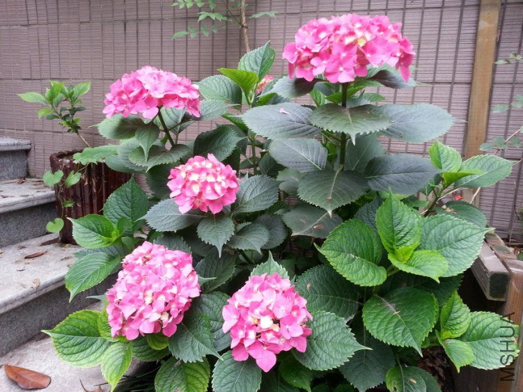 20130519_140650_��С��С.jpg