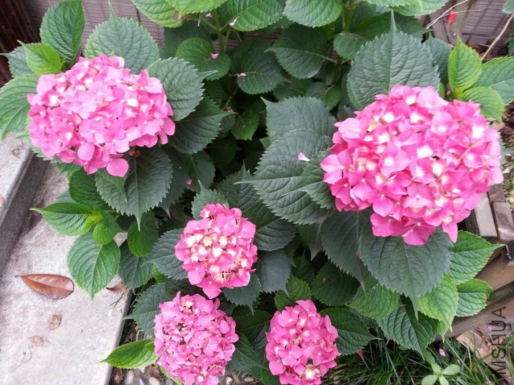 20130519_140702_��С��С.jpg