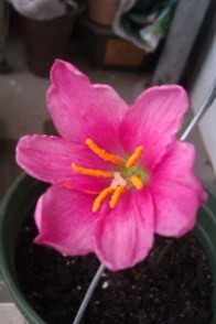 IMAG0178.jpg