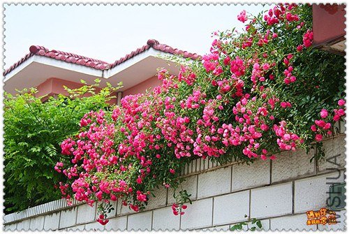 ��Ƭ 116_����.jpg