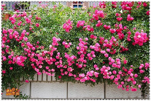 ��Ƭ 135_����.jpg