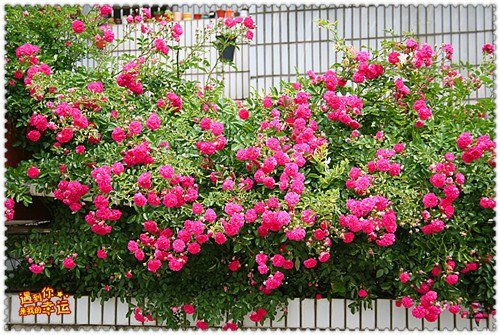 ��Ƭ 141_����.jpg