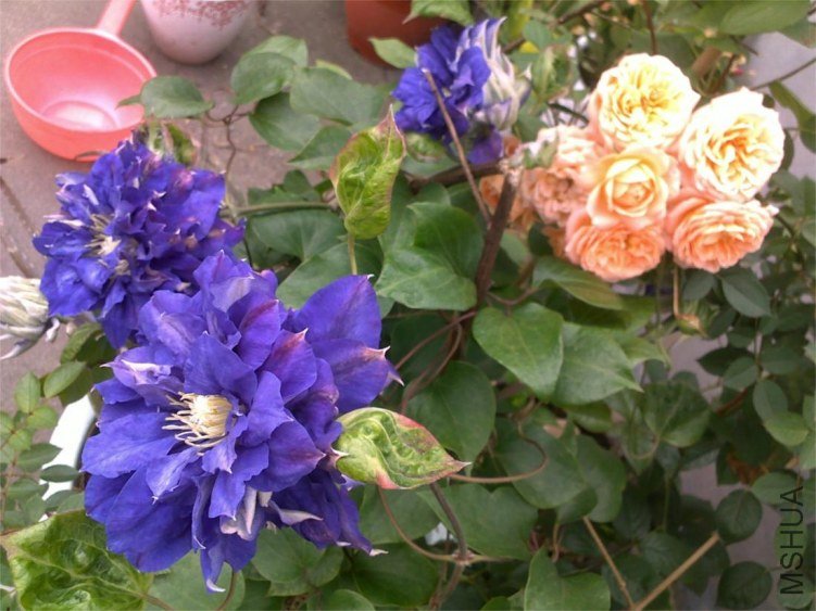 201304232092.jpg