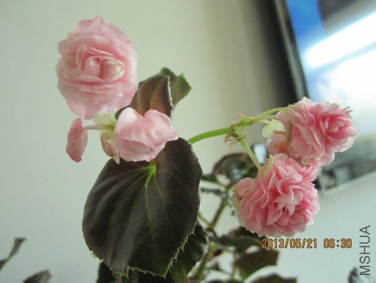 IMG_2560.JPG