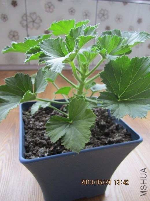 ������ɯ��