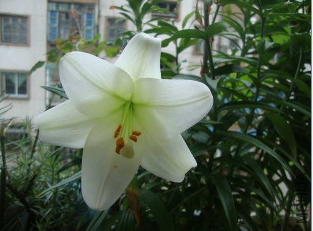 lily1.jpg