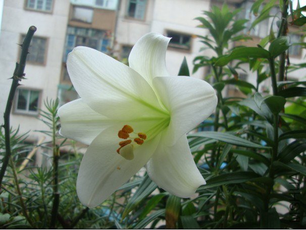 lily2.jpg