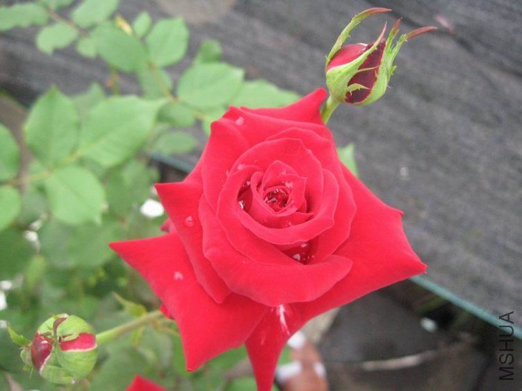 ������С IMG_0734.JPG