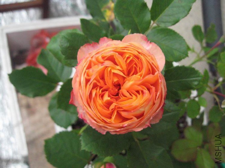 ������С IMG_0728.JPG