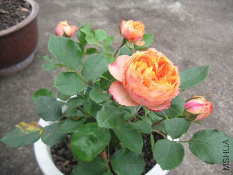 ������С IMG_0729.JPG