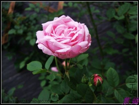 DSCF3757.jpg