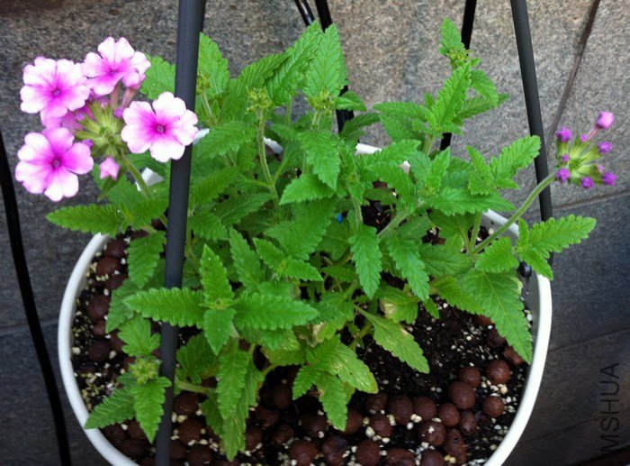 ��Ůӣ20130521.jpg