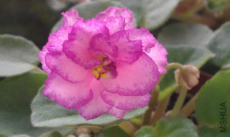 IMAG1217.jpg