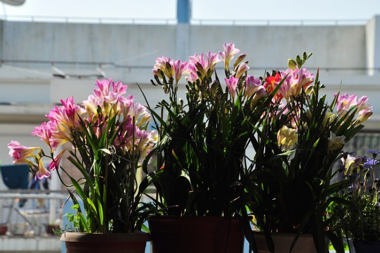 DSC_7022.jpg