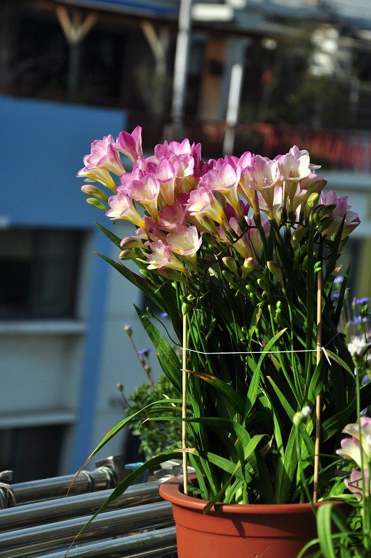 DSC_7100.jpg