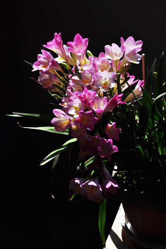 DSC_7035.jpg