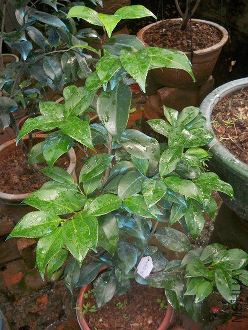 ����ĨD���Ƿ���