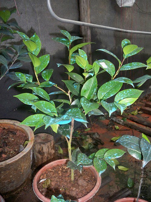 ����ĨD��Ը