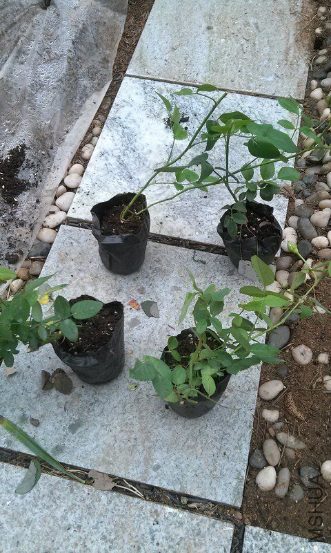 IMG_20130517_163350-qpr (1).jpg