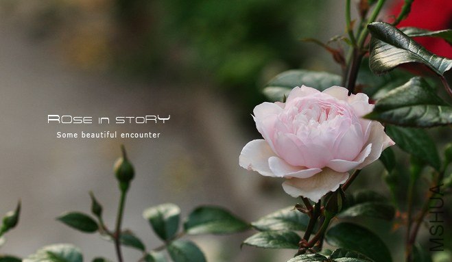 garden mother day.jpg