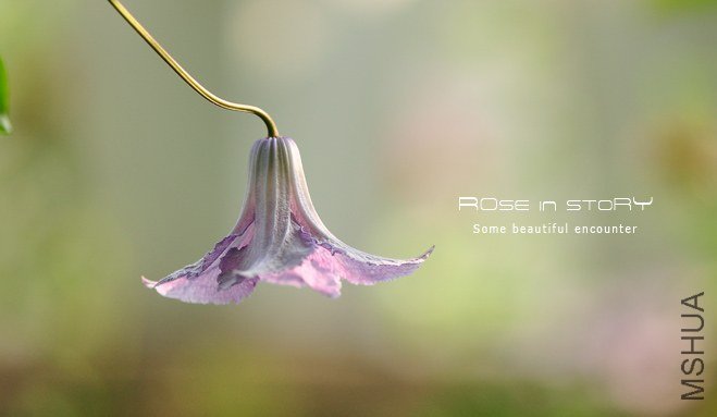 garden mother day1.jpg