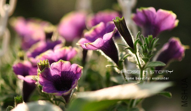 garden mother day3.jpg