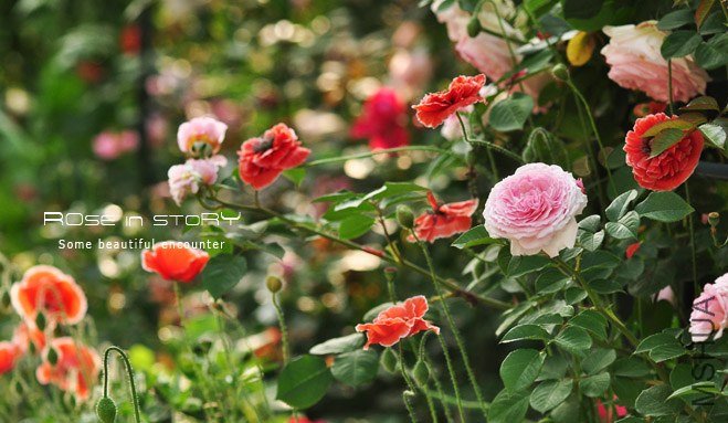 garden mother day4.jpg