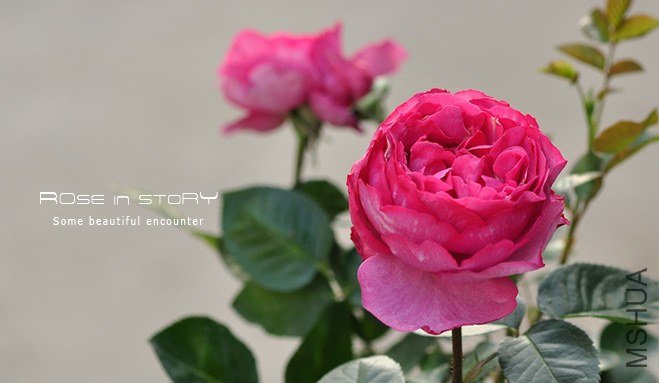 garden mother day5.jpg