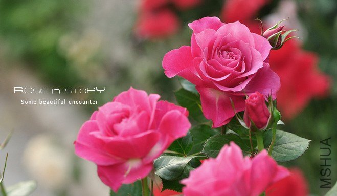 garden mother day9.jpg