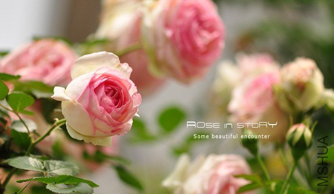 garden mother day10.jpg