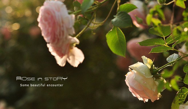 garden mother day11.jpg