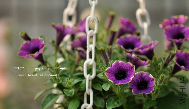 garden mother day13.jpg