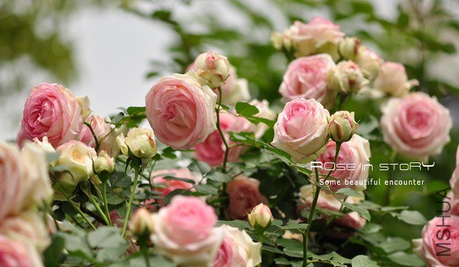 garden mother day14.jpg