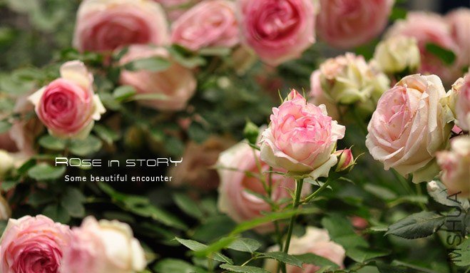 garden mother day16.jpg