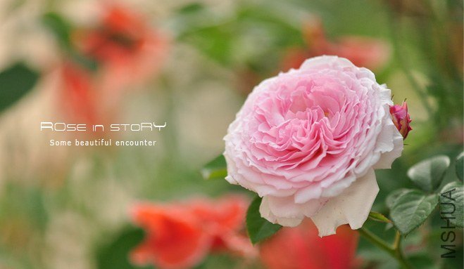 garden mother day17.jpg