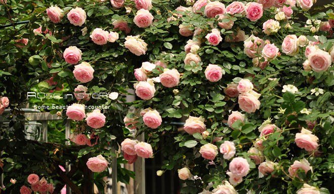 garden mother day18.jpg
