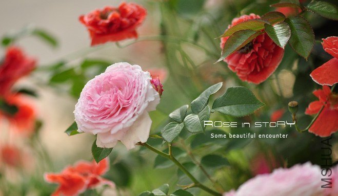 garden mother day19.jpg