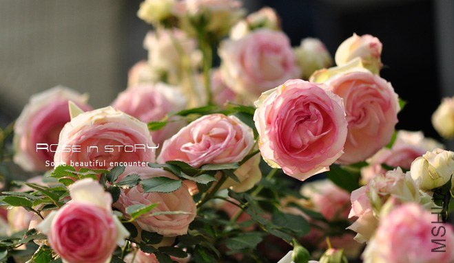 garden mother day20 (2).jpg