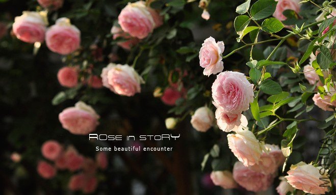garden mother day21.jpg