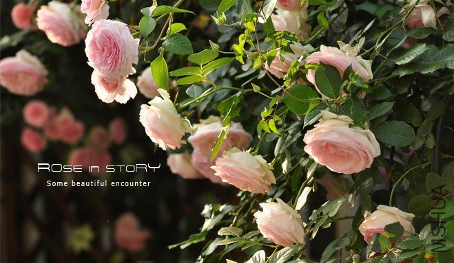 garden mother day22.jpg