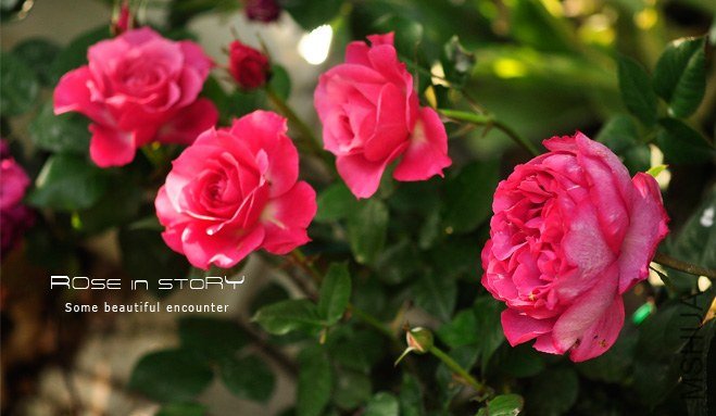 garden mother day23.jpg