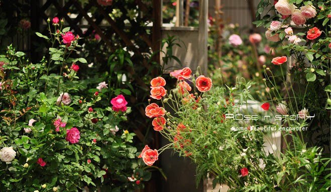 garden mother day24.jpg