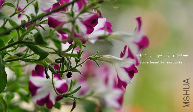 garden mother day26.jpg
