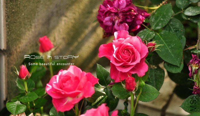 garden mother day27.jpg