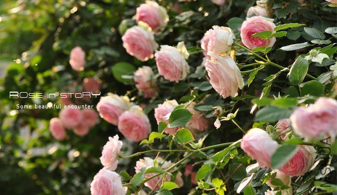garden mother day28.jpg